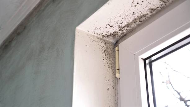 Best Commercial Mold Remediation in Rkville, PA